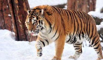 手机号码测吉凶